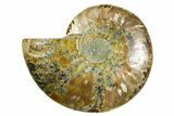 Cut & Polished Ammonite Fossil (Half) - Madagascar #369602-1
